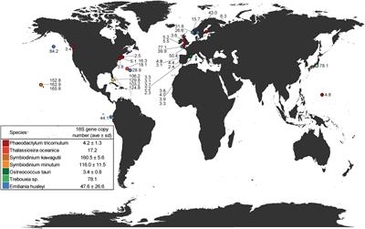 Estimation of 18S Gene Copy Number in Marine Eukaryotic Plankton Using a Next-Generation Sequencing Approach